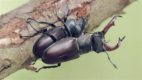 The Surprising Tactics of Stag Beetle Mating Rituals