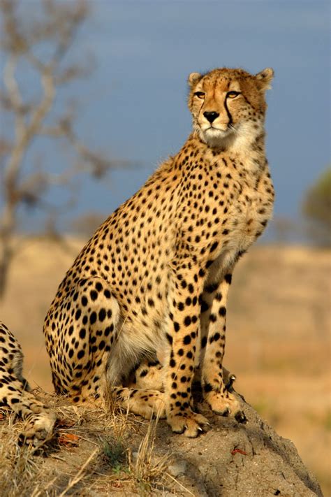 The Swiftness and Bravery of the Cheetah: Uncovering its Symbolic Meanings