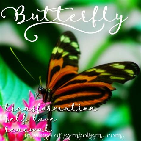 The Symbolic Butterfly: A Universal Representation of Transformation