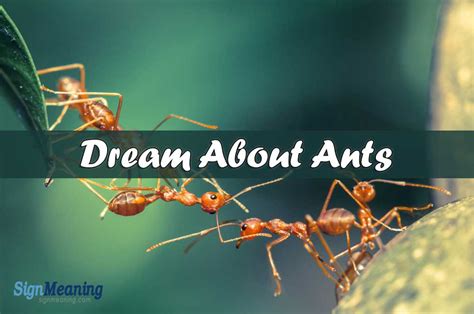 The Symbolic Connection between Ants and Community in Dreams