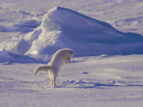 The Symbolic Meaning Behind the Enchanting Arctic Predator