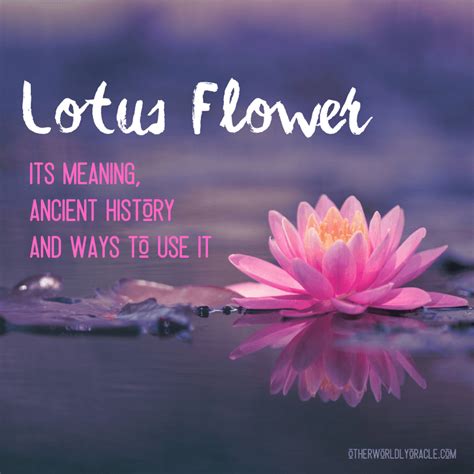 The Symbolic Meaning and Cultural Importance of the Lotus Flower