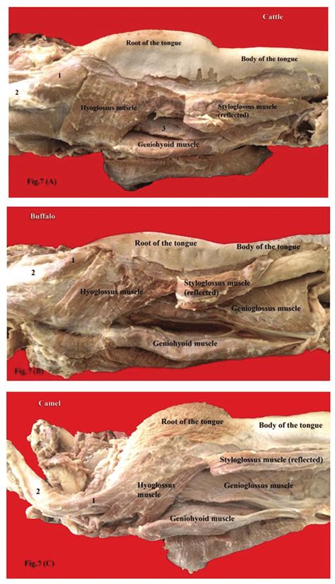 The Symbolic Meaning of Bovine Lingual Muscles in One's Dreams