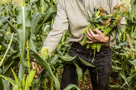 The Symbolic Meaning of Dreaming about Harvesting Maize