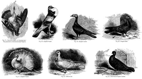 The Symbolic Meaning of Pigeons in Various Cultural Perspectives