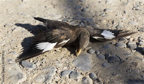 The Symbolic Meaning of a Wounded Avian