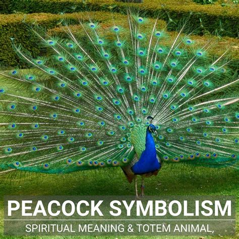 The Symbolic Meaning of the Peacock
