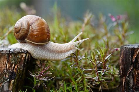 The Symbolic Power of Snails in Dreams