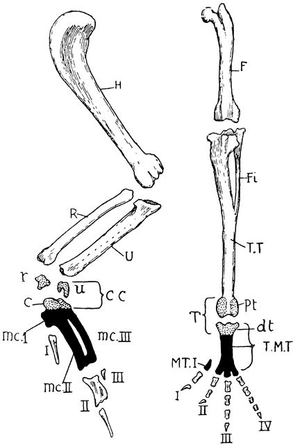 The Symbolic Significance of Avian Limbs in Oneiric Experiences