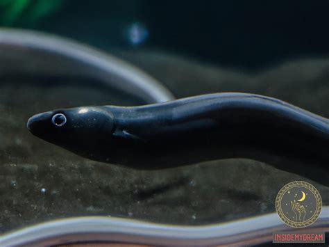 The Symbolic Significance of Eels in Various Cultures and Beliefs