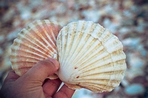 The Symbolic Significance of Shells in Rituals and Ceremonies