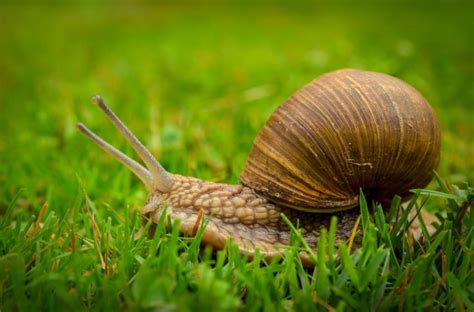 The Symbolic Significance of Snails in Dream Interpretation