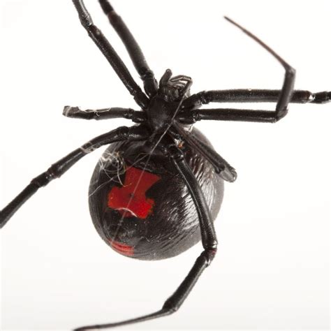 The Symbolic Significance of Widow Spiders in Dreamscapes