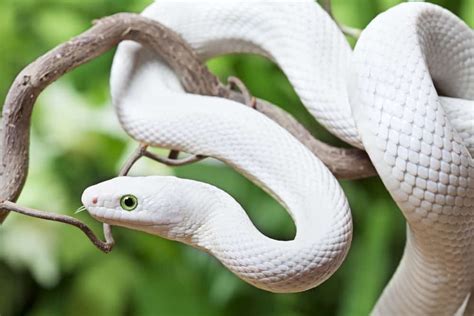 The Symbolism and Hidden Meanings of Dreaming about a Serene Albino Serpent