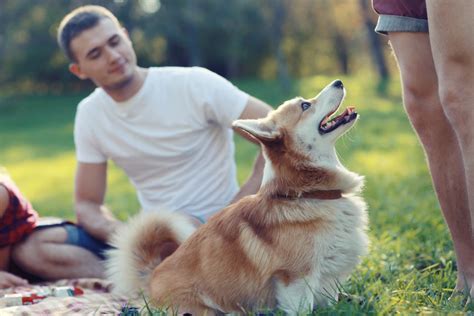 The Symbolism of Canine Companions in Dreams: Unveiling the Significance