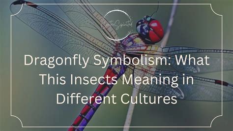 The Symbolism of Dragonflies in Different Cultures