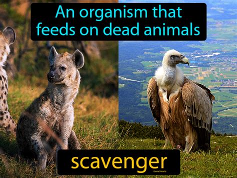 The Symbolism of Scavengers in Dreams