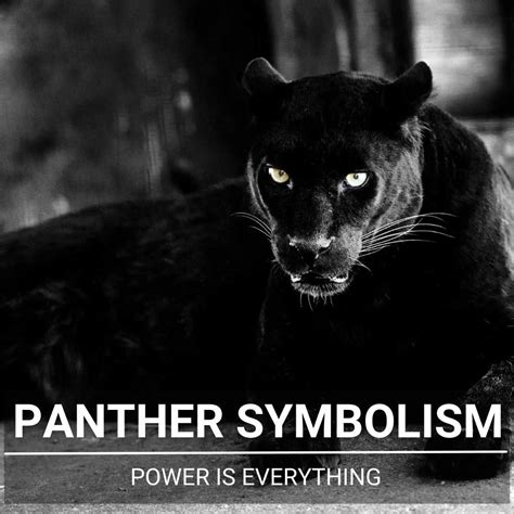 The Symbolism of a Panther Chase: Connotations of Fear and Survival