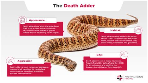 The Terrifying Venom: Understanding the Potency and Lethality of the Death Adder's Bite