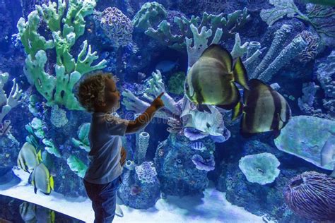 The Therapeutic Power of Observing Fish in Aquariums