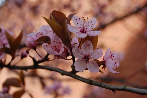 The Thrill of First Blossoms: Signs of an Abundant Harvest