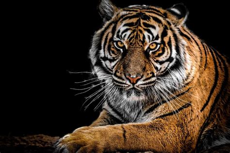 The Tiger as a Symbol of Personal Power and Authority