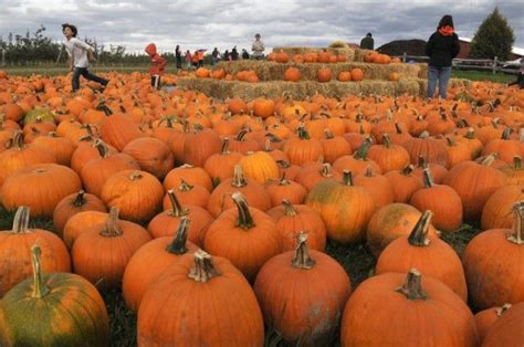 The Time-Honored Tradition of Sharing Pumpkins: A Gesture of Kindness and Giving