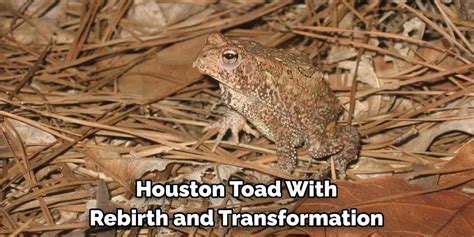 The Toad's Association with Transformation and Rebirth: Delving into Symbolic Transcendence