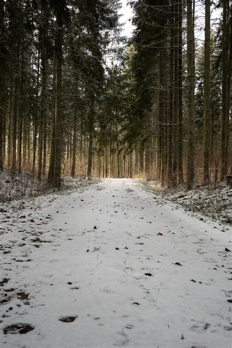 The Tranquil and Enchanting Environment of a Snow-Clad College Campus