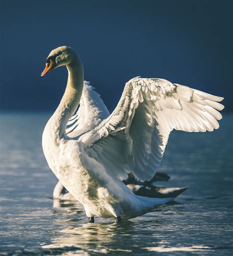 The Transformative Power of Symbolic Swan Imagery in Dreams