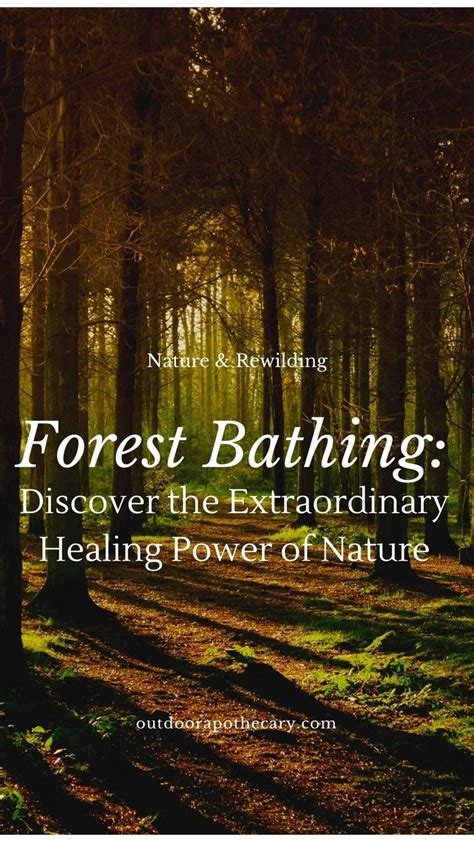 The Ultimate Guide to Forest Bathing: Discovering Serenity Amongst Majestic Woodlands