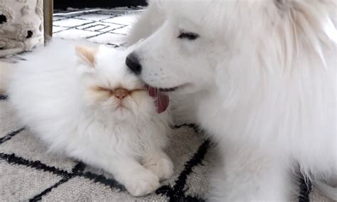The Unbreakable Bond of a Feline Canine Pair: A Heartwarming Connection
