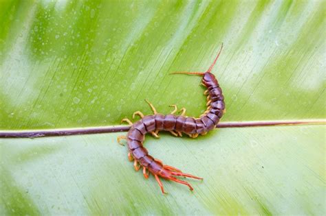 The Unexpected Intruder: How a Centipede Can End Up in Your Meal