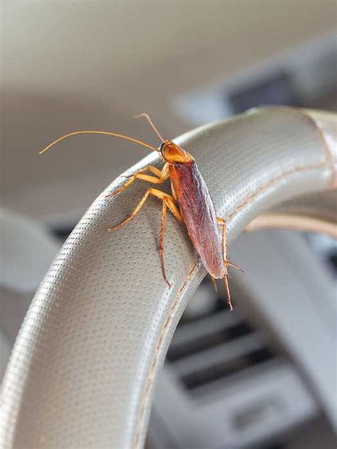 The Unexpected Symbolism of Spotting Roaches Inside Your Vehicle