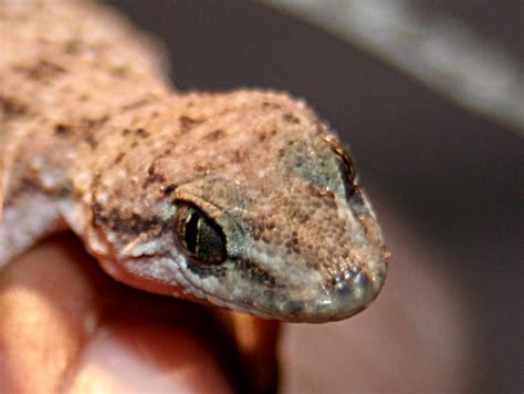 The Unique Characteristics of House Geckos