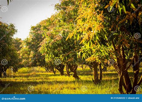 The Unique Charm of Mango Gardens for Nature Enthusiasts