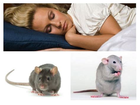 The Unsettling Presence: Understanding the Effects of Rodent Dreams