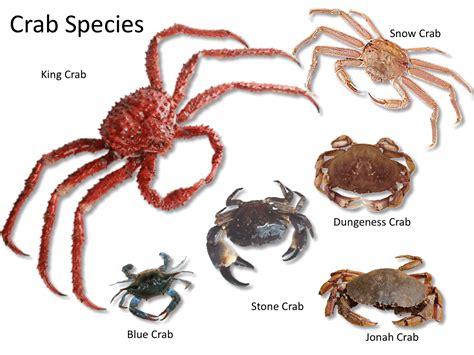 The Variety and Splendor of Sea Crab Species