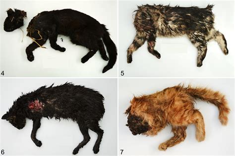 The Various Categories of Animal Mutilation Dream Experiences