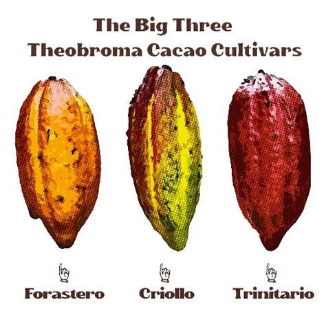 The Various Types of Cocoa Beans