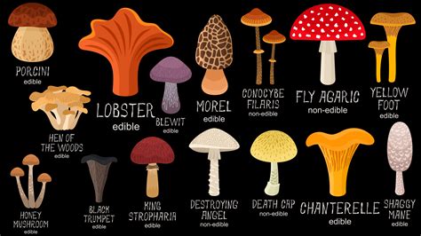 The Various Types of Mushrooms Found on Human Skin