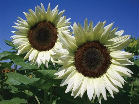 The Versatility and Advantages of White Sunflowers in Various Environments