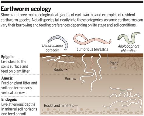 The Vital Role of Earthworms in Ecosystems