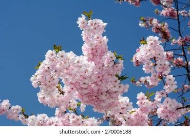 The Wealth and Prosperity of Kokomi Sakura