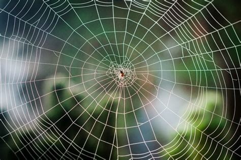The Web Spider: An Enchanting Wonder of Nature
