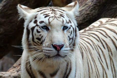 The White Bengal Tiger and Conservation Efforts: Protecting an Endangered Marvel