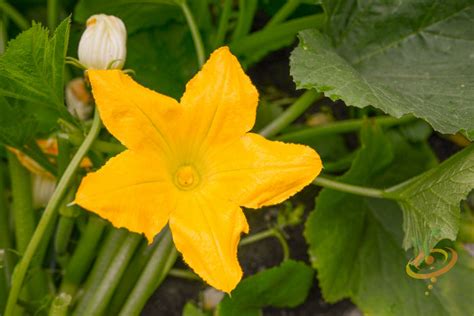 The Wonders of Squash Blossoms