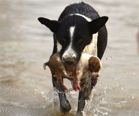 The courageous act: Saving a struggling canine from a tumultuous river