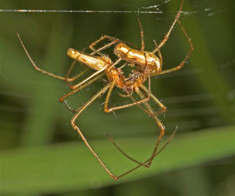 The extraordinary customs and perilous outcomes of spider courtship