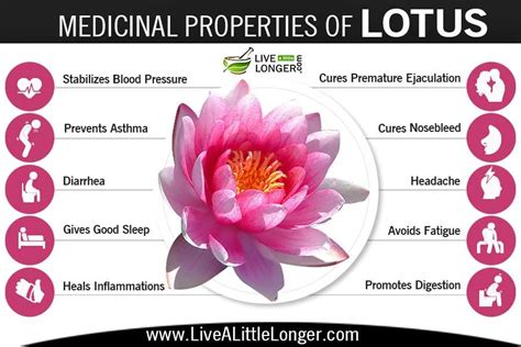 Therapeutic Benefits of Sacred Lotus Leaves: Holistic Healing Solutions